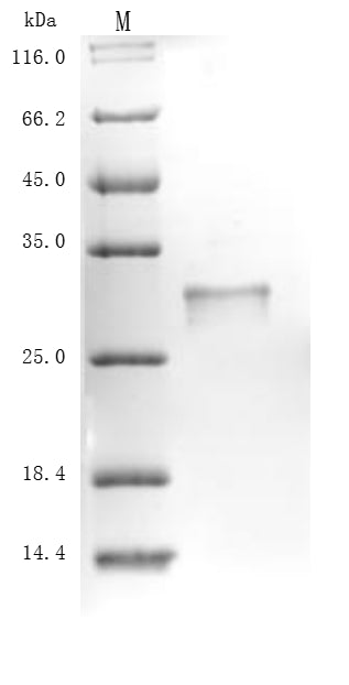 Greater than 90% as determined by SDS-PAGE.Recombinant Mouse Kallikrein-14 (KLK14) Protein (His)