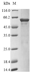 Greater than 85% as determined by SDS-PAGE.Recombinant Mouse Rna Binding Protein Fox-1 Homolog 3 (RBFOX3) Protein (His&Myc)