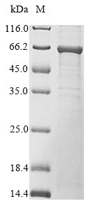Greater than 85% as determined by SDS-PAGE.Recombinant Mouse Transforming Growth Factor Beta Activator Lrrc33 (NRROS) Protein (His)