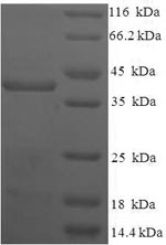 Greater than 90% as determined by SDS-PAGE.