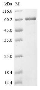 Greater than 85% as determined by SDS-PAGE.Recombinant Human Septin-12 (SEPTIN12) Protein (His-GST)