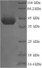 Greater than 90% as determined by SDS-PAGE.