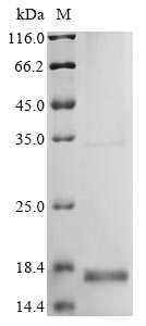 Greater than 85% as determined by SDS-PAGE.Recombinant Mouse Beta-Defensin 19 (DEFB19) Protein (His&Myc)