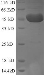 Greater than 90% as determined by SDS-PAGE.
