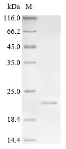 Greater than 90% as determined by SDS-PAGE.Recombinant Human Signal Peptide, Cub And Egf-Like Domain-Containing Protein 3 (SCUBE3) Protein (His&Myc)