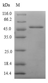 Greater than 90% as determined by SDS-PAGE.Recombinant Human Methionine-R-Sulfoxide Reductase B3 (MSRB3) Protein (GST)
