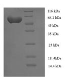 Greater than 90% as determined by SDS-PAGE.