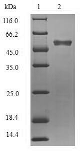 Greater than 90% as determined by SDS-PAGE.Recombinant Reston Ebolavirus Matrix Protein Vp40 (VP40) Protein (His-SUMO)