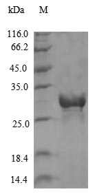 Greater than 90% as determined by SDS-PAGE.Recombinant Chikungunya Virus Non-Structural Polyproteinï¼ŒPartial (P1234) Protein (His)
