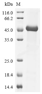 Greater than 85% as determined by SDS-PAGE.
