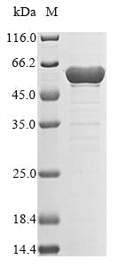 Greater than 85% as determined by SDS-PAGE.