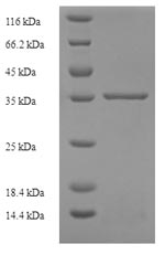 Greater than 90% as determined by SDS-PAGE.