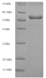 Greater than 90% as determined by SDS-PAGE.Recombinant Mouse Abhydrolase Domain-Containing Protein 11 (ABHD11) Protein (His-SUMO)