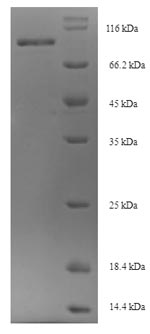 Greater than 90% as determined by SDS-PAGE.
