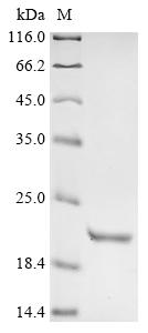 Greater than 90% as determined by SDS-PAGE.Recombinant Mouse Corticoliberin (CRH) Protein (His-KSI)
