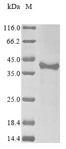 Greater than 85% as determined by SDS-PAGE.Recombinant Human Izumo Sperm-Egg Fusion Protein 1 (IZUMO1) Protein (His&Myc)