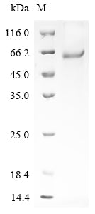 Greater than 90% as determined by SDS-PAGE.Recombinant Mouse Latent-Transforming Growth Factor Beta-Binding Protein 4 (LTBP4) Protein (His&Myc)