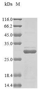 Greater than 85% as determined by SDS-PAGE.