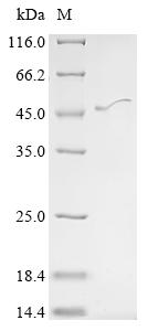 Greater than 90% as determined by SDS-PAGE.Recombinant Mouse Cyclic Amp-Responsive Element-Binding Protein 5 (CREB5) Protein (His)