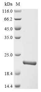Greater than 90% as determined by SDS-PAGE.Recombinant Mouse Fibronectin Type Iii Domain-Containing Protein 5 (FNDC5) Protein (His)