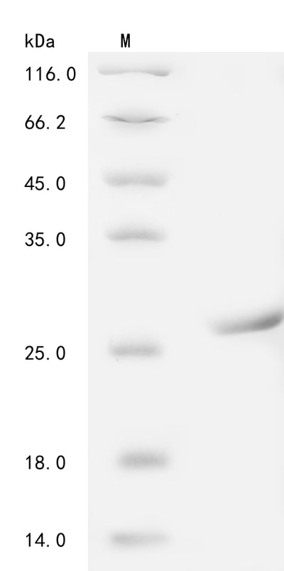 Greater than 90% as determined by SDS-PAGE.Recombinant Pig Transferrin Receptor Protein 1 (TFRC) Protein (His)