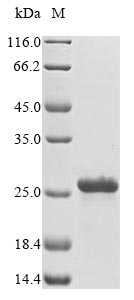 Greater than 90% as determined by SDS-PAGE.