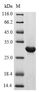 Greater than 85% as determined by SDS-PAGE.Recombinant Human Interferon Lambda Receptor 1 (IFNLR1)