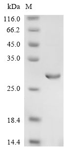 Greater than 85% as determined by SDS-PAGE.