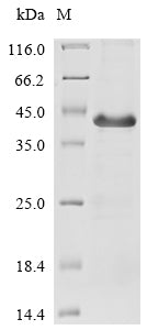 Greater than 85% as determined by SDS-PAGE.Recombinant Human Interferon Lambda Receptor 1 (IFNLR1) Protein (His-SUMO)