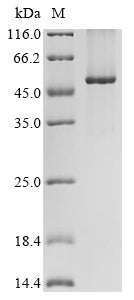 Greater than 85% as determined by SDS-PAGE.Recombinant Human Wd Repeat And Fyve Domain-Containing Protein 1 (WDFY1) Protein (His&Myc)