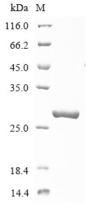 Greater than 90% as determined by SDS-PAGE.Recombinant Human Probable Atp-Dependent Rna Helicase Ddx60 (DDX60) Protein (His&Myc)