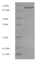 Greater than 90% as determined by SDS-PAGE.
