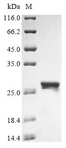 Greater than 90% as determined by SDS-PAGE.Recombinant Human Uba-Like Domain-Containing Protein 2 (UBALD2) Protein (His&Myc)
