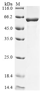 Greater than 90% as determined by SDS-PAGE.Recombinant Mouse Lactase-Like Protein (LCTL) Protein (His&Myc)