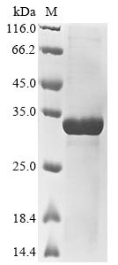 Greater than 85% as determined by SDS-PAGE.Recombinant Mouse Secreted Phosphoprotein 24 (SPP2) Protein (His&Myc)