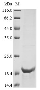 Greater than 85% as determined by SDS-PAGE.Recombinant Human Proton-Coupled Zinc Antiporter Slc30A8 (SLC30A8) Protein (His&Myc)