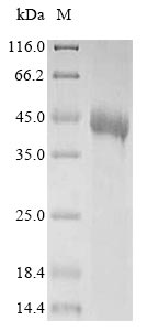 Greater than 85% as determined by SDS-PAGE.Recombinant Human Tomoregulin-1 (TMEFF1) Protein (His&Myc)