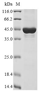 Greater than 85% as determined by SDS-PAGE.Recombinant Human Inactive Histone-Lysine N-Methyltransferase 2E (KMT2E) Protein (His&Myc)