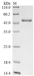 Greater than 85% as determined by SDS-PAGE.Recombinant Mouse Tribbles Homolog 3 (TRIB3) Protein (His&Myc)