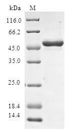 Greater than 90% as determined by SDS-PAGE.Recombinant Human Sperm-Associated Antigen 16 Protein (SPAG16) Protein (GST)