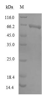 Greater than 85% as determined by SDS-PAGE.Recombinant Human Mesoderm Induction Early Response Protein 2 (MIER2) Protein (His&Myc)