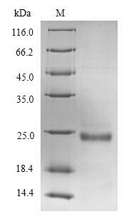 Greater than 90% as determined by SDS-PAGE.