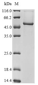 Greater than 85% as determined by SDS-PAGE.