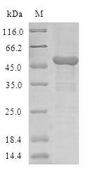 Greater than 90% as determined by SDS-PAGE.Recombinant Human Comm Domain-Containing Protein 1 (COMMD1) Protein (GST)
