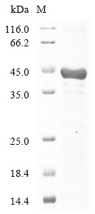 Greater than 85% as determined by SDS-PAGE.Recombinant Human Leucine-Rich Repeat-Containing Protein 17 (LRRC17) Protein (His-KSI)