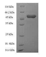 Greater than 90% as determined by SDS-PAGE.