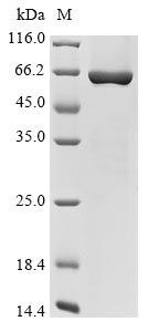 Greater than 85% as determined by SDS-PAGE.