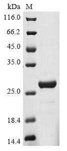 Greater than 85% as determined by SDS-PAGE.Recombinant Human Coiled-Coil Domain-Containing Protein 112 (CCDC112) Protein (His)