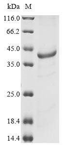 Greater than 85% as determined by SDS-PAGE.Recombinant Mouse Interferon-Induced Helicase C Domain-Containing Protein 1 (IFIH1) Protein (His)