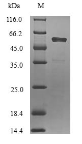Greater than 90% as determined by SDS-PAGE.